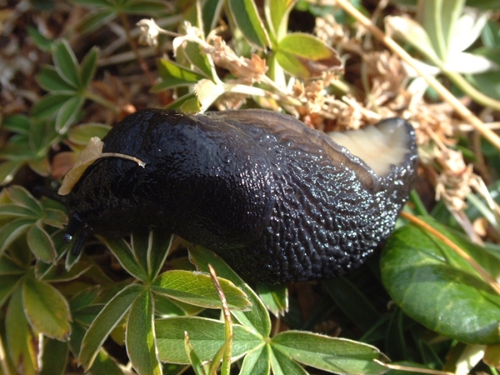 Limax sp. n. dell'' ianninii-gruppo degli Monti di Meta (FR)